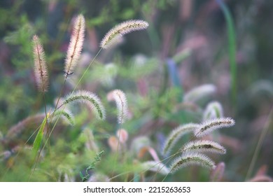 Close Up Of Dog Tail Grass In Autumn