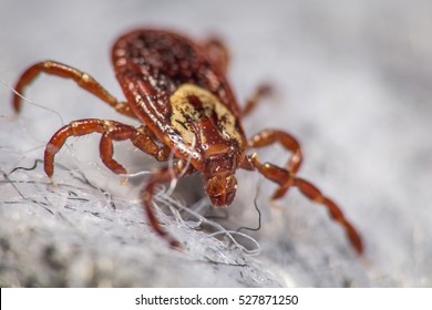 Close Up Of A Dog Tick On A Gray Cloth