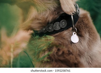 Close Up Of A Dog Wearing Collar With Id Tag