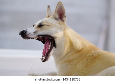 Close Up Of A Dog Yawn.