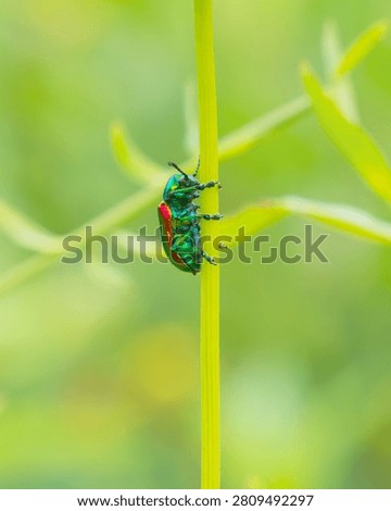 A close up of a Dogbane Leaf Beetle (Chrysochus auratus) with a vibrant shiny metallic colorful shell crawling up a long green stem against a bright green blurred background