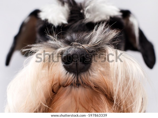 Close Dogs Black Nose Fluffy Hair Stock Photo Edit Now 597863339