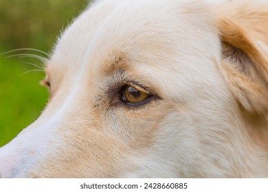 close up of a dogs eye in detail