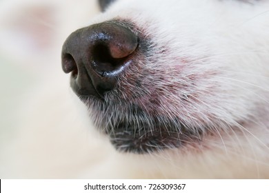 Close up of dog's nose and whiskers.