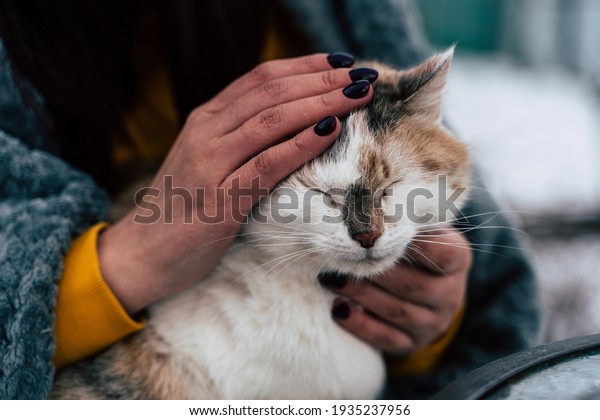 Close up of domestic cat in hands\
of unrecognizable woman. Unknown female strokes cute\
pussycat