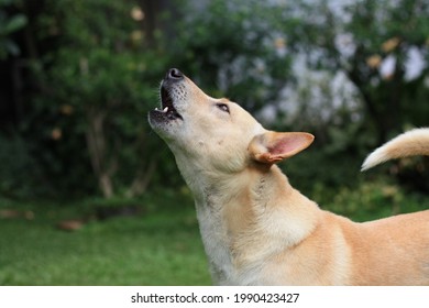 Close up domestic dog howling in the grass