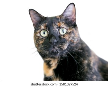 Close up of a domestic shorthair cat with Tortoiseshell markings