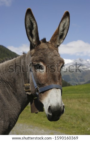 Similar – Image, Stock Photo donkey , in a macedonian home