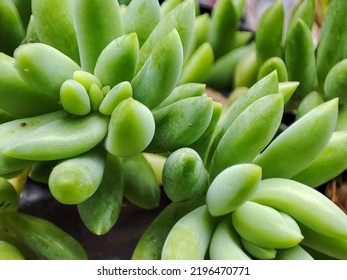 Close Up Of Donkey Tail Plant