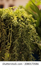 Close Up Of Donkey Tail Plant Pattern