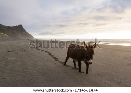 Similar – Image, Stock Photo donkey , in a macedonian home