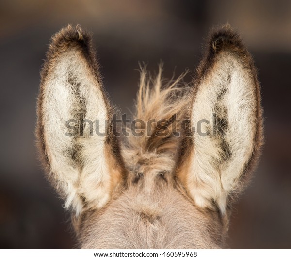 Close up of donkey\'s ears standing straight up.\
Front view