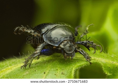 Close up of dor beetle dancing on green leaves in the forest