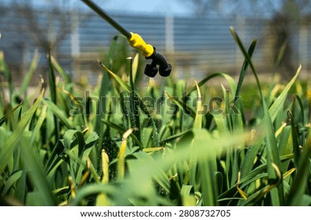 Close up of double nozzle sprayer head applying fine chemical mist to green garlic leaves, agricultural process of pest control and plant fertilization in spring garden.