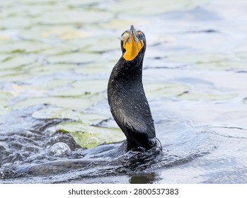 A close up of a double-crested cormorant with the shape of a fish in its throat and the end of the fish tail sticking out of its orange beak. 