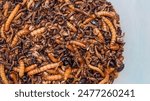 close up of dozen mixed maggots and bugs. the nutritions for any birds