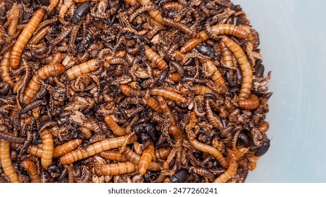close up of dozen mixed maggots and bugs. the nutritions for any birds