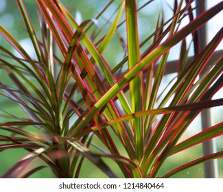 Close Up Of Dracaena Marginata Colorama Tri-color Dragon Tree Houseplant