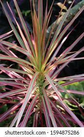 Close Up Of A Dracaena Marginata, Tricolor Plant