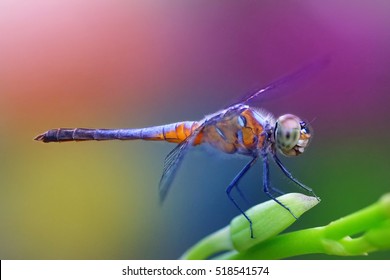 Close up of dragon fly.