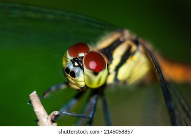 Close Up Of Dragon Fly Eyes