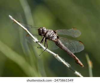 A close up of Dragon Fly on a green reed - Powered by Shutterstock