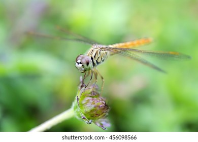 Close up dragonflly with green background