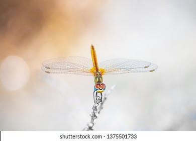 close up dragonfly