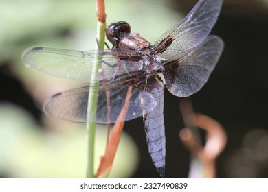 close up of a dragonfly - Powered by Shutterstock