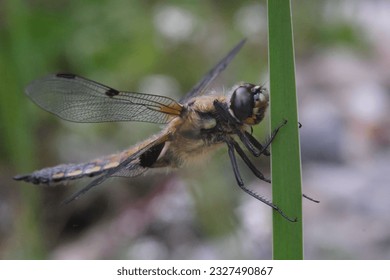 close up of a dragonfly - Powered by Shutterstock