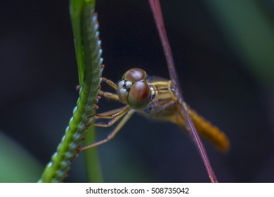 close up dragonfly