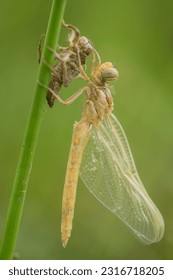 Close up of dragonfly emerging