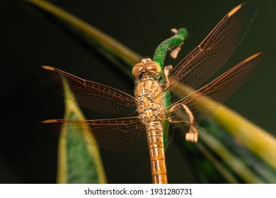 Close up dragonfly, Macro insect, Nature and garden