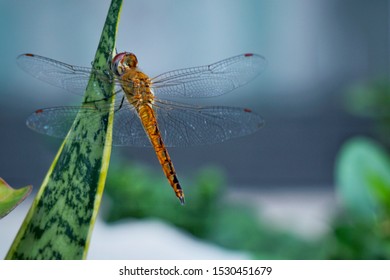 Close Up Dragonfly On Variegated Snake Plant.