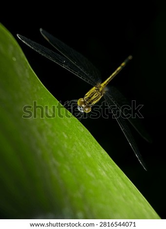 close up of a dragonfly perched on a leaf at night against a dark background