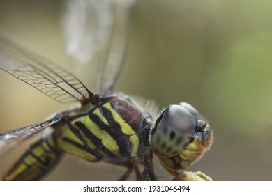 close up dragonfly (Potamarcha congener) perching on a branch