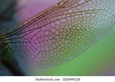 Close Up Of A Dragonfly Wing