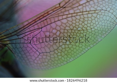 Close Up of a Dragonfly Wing