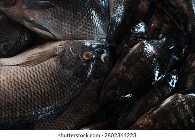 Close up dramatic shot of fresh tilapia fish with glistening scales at a local fish market