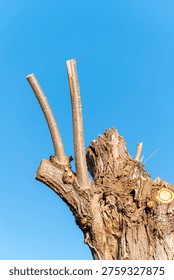 Close up of a drastically cut tree stump The Concept of maintenance