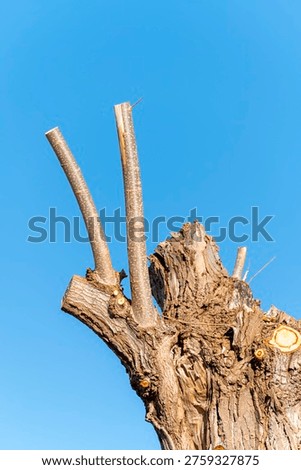 Close up of a drastically cut tree stump The Concept of maintenance