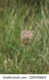 Close Up Of Dried Grass Weed Head With  Green Blurred Background Green Grass Meadow Queen Anne Lace Dried Blossoms Ohio Summer Fall Open Prairie Outdoors Loving Natural Habitat 