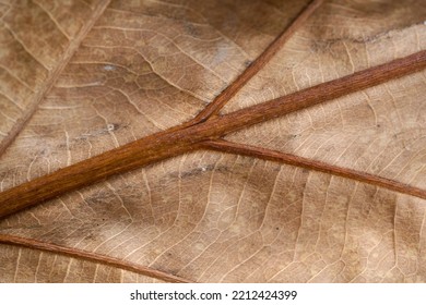 close up  dried leaf texture