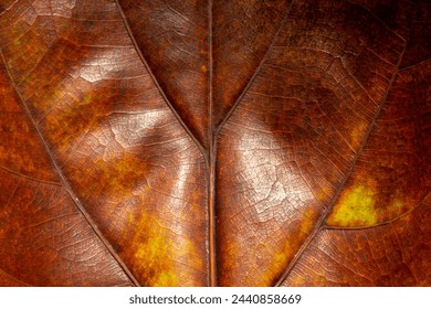 Close up of Dried leaf texture for backgrounds.