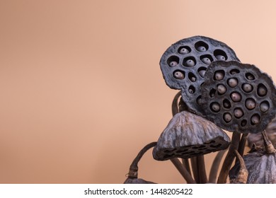 Close up dried lotus pods on Pink background  - Powered by Shutterstock