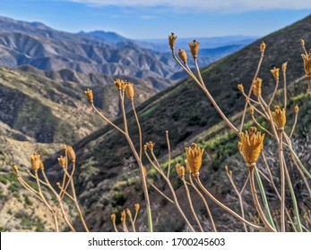 Close up of dried pods from Matilija Poppy growing wild in the mountains of Ojai, California