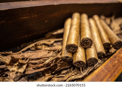 Close up of dried tobacco leaves and fresh hand rolled premium cuban cigars in the factory. The art of smoking culture