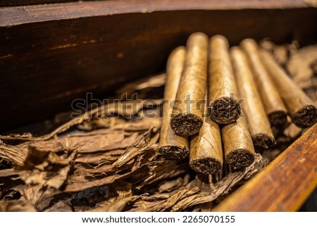Close up of dried tobacco leaves and fresh hand rolled premium cuban cigars in the factory. The art of smoking culture