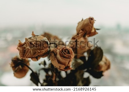 Close up of dried yellow rose flowers on the bar at the window.
