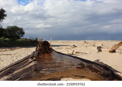 Close Up Of Drift Wood Washed Up On Beach